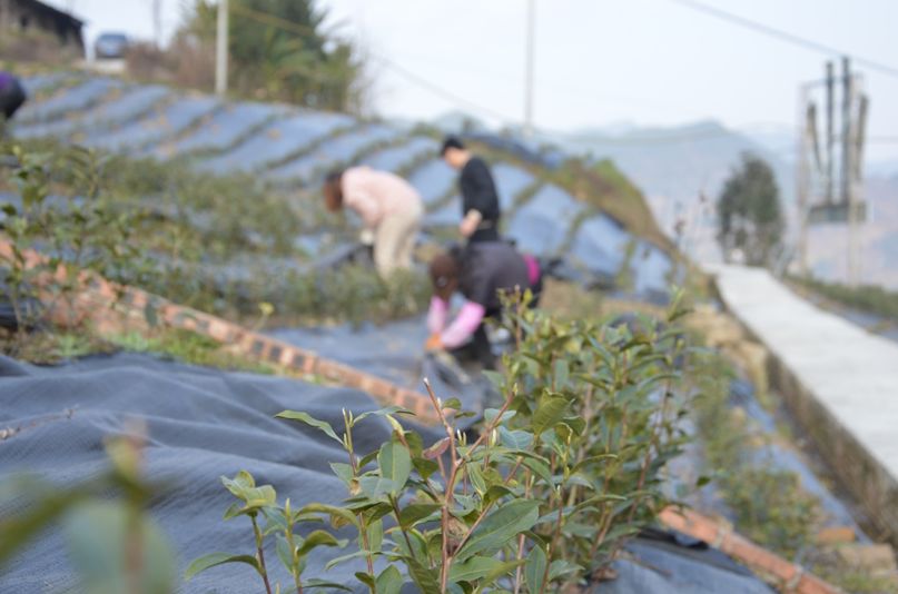 开州经营部助力南门镇脱贫攻坚