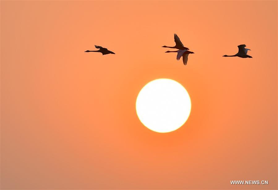 CHINA-JIANGXI-POYANG LAKE-BIRDS (CN)