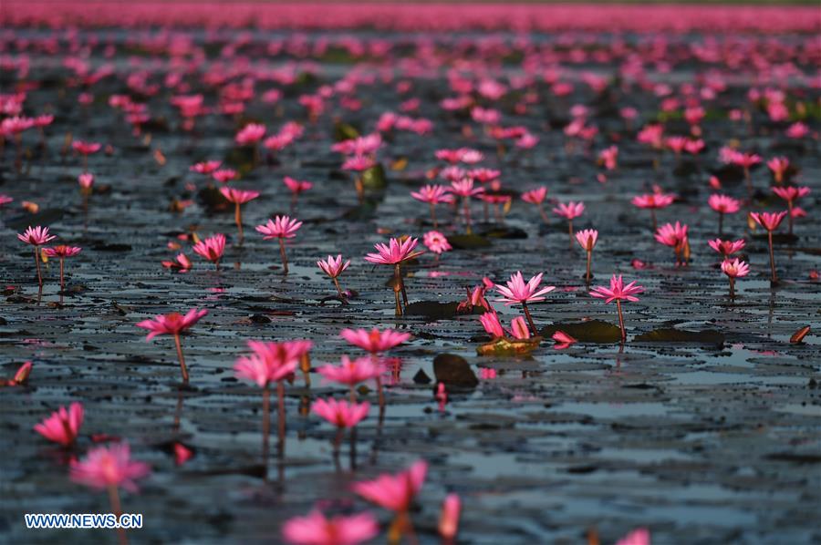 THAILAND-UDON THANI-WATER LILIES-BLOSSOM