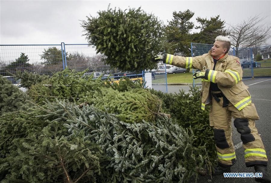 CANADA-RICHMOND-CHRISTMAS TREE-CHIPPING