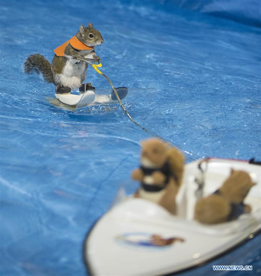 CANADA-TORONTO-SKIING SQUIRREL