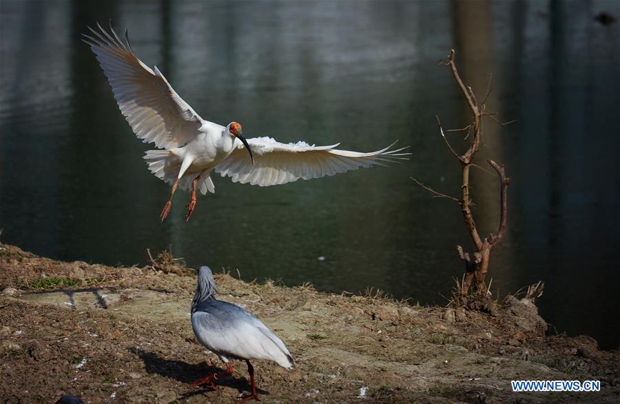 CHINA-SHAANXI-CRESTED IBIS (CN)