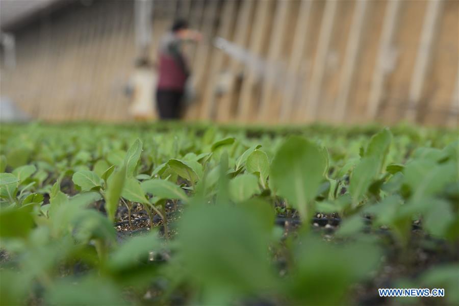 #CHINA-WINTER-DAHAN-SOLAR TERM-FARM WORK (CN)