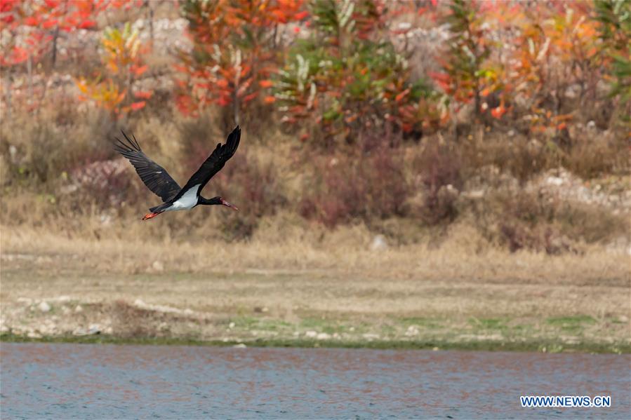 #CHINA-BEIJING-MIYUN RESERVOIR-BLACK STORKS (CN*)