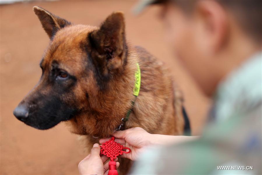 #CHINA-HAINAN-POLICE DOG-SPRING FESTIVAL-YEAR OF DOG(CN)