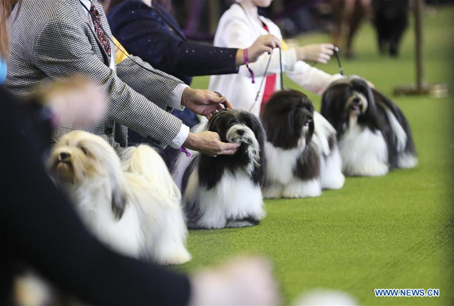 U.S.-NEW YORK-DOG SHOW