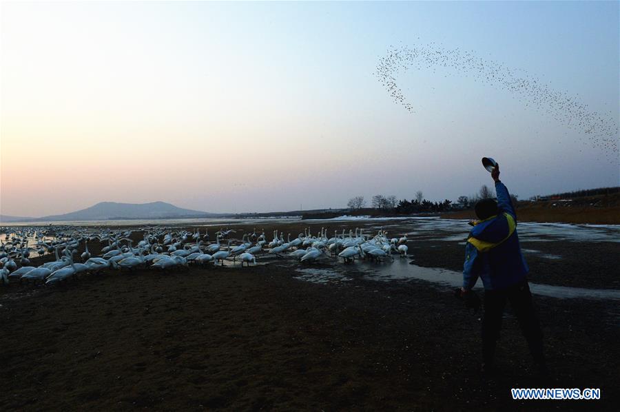 CHINA-SHANDONG-SWAN-PROTECTION (CN)