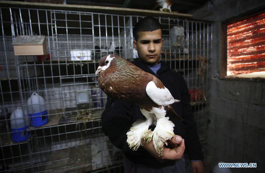 MIDEAST-NABLUS-PIGEON BREEDER