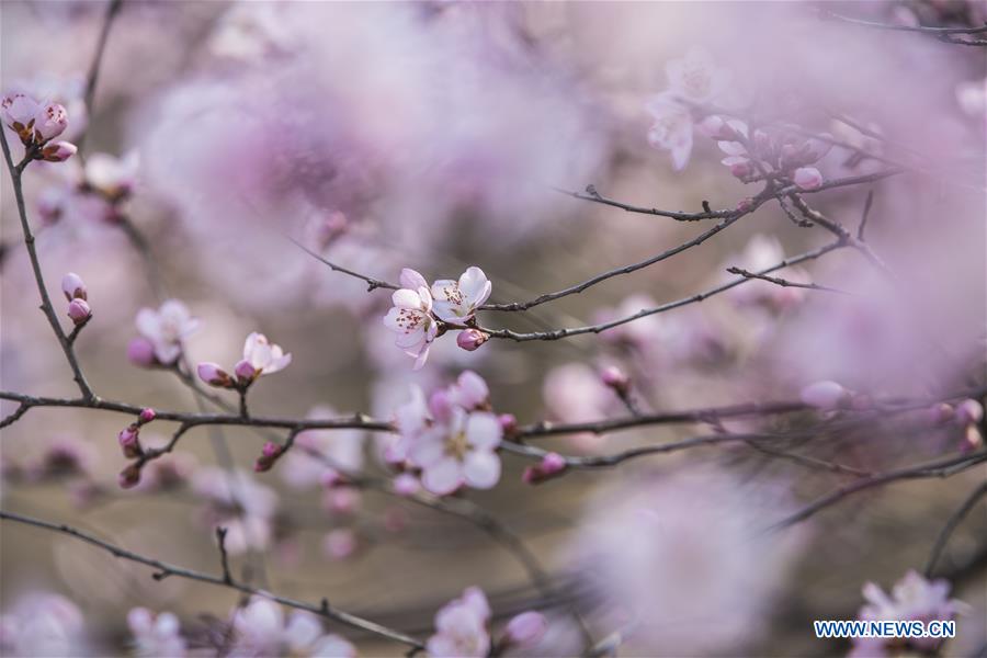 #CHINA-SHANXI-PEACH BLOSSOMS-SCENERY (CN)