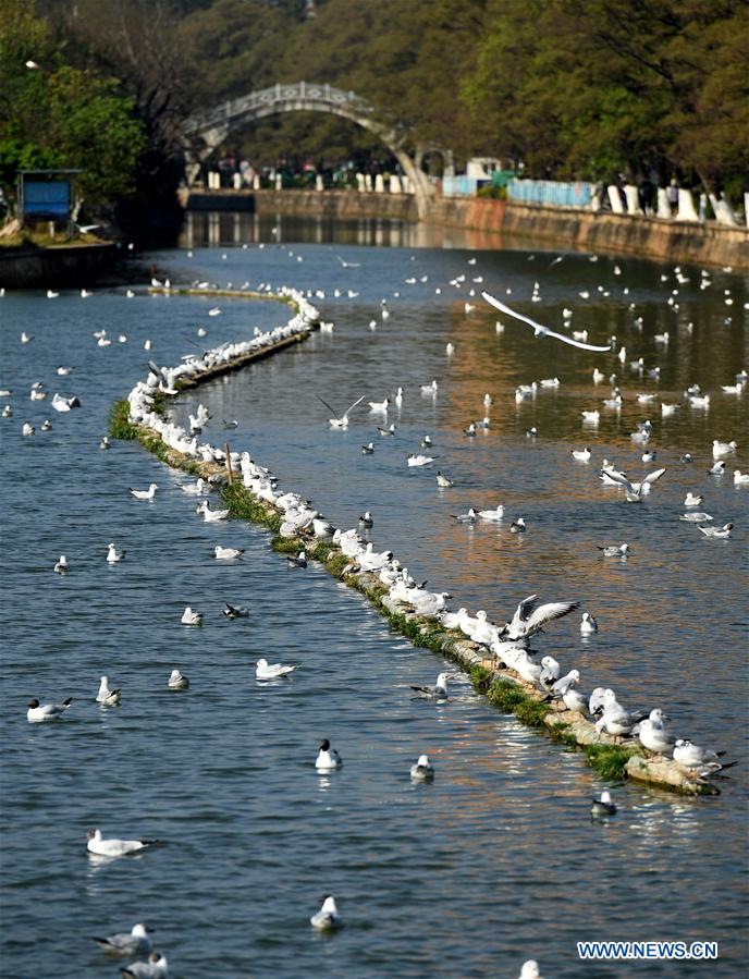 CHINA-YUNNAN-BLACK-HEADED GULLS (CN)