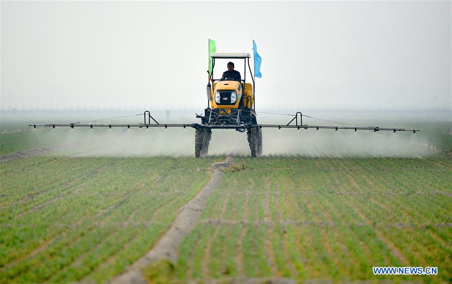 #CHINA-SPRING-FARM WORK (CN)