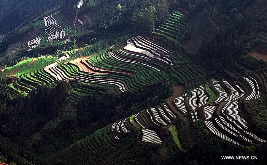 CHINA-GUANGXI-FIELDS-SPRING VIEW(CN)