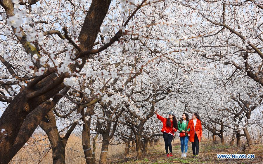 #CHINA-SPRING-SCENERY (CN)