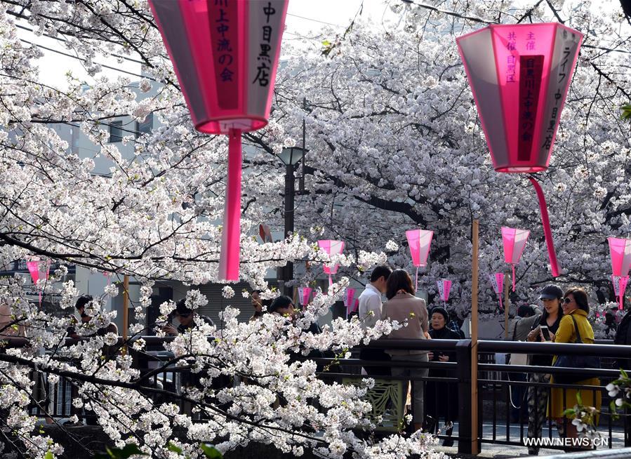 JAPAN-TOKYO-CHERRY BLOSSOMS