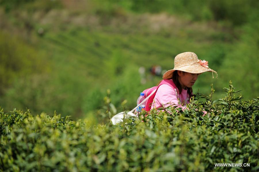 CHINA-GUIYANG-TEA PICKING (CN)