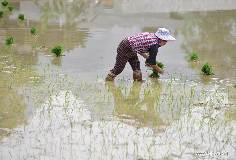 CHINA-SPRING-FARM WORK (CN)