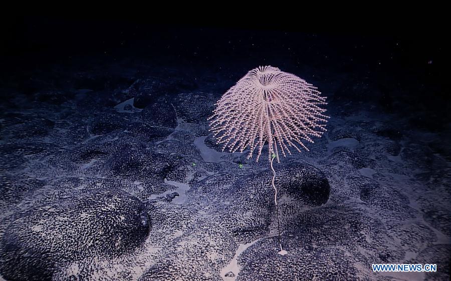 CHINA-ON BOARD KEXUE-SEAMOUNTS(CN)