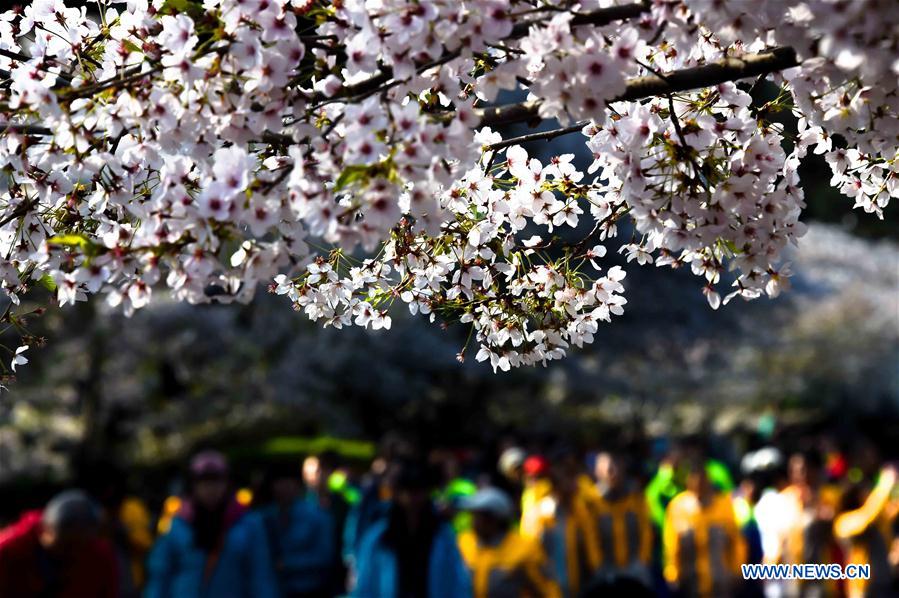 CHINA-SHANDONG-QINGDAO-FLOWER APPRECIATION (CN)