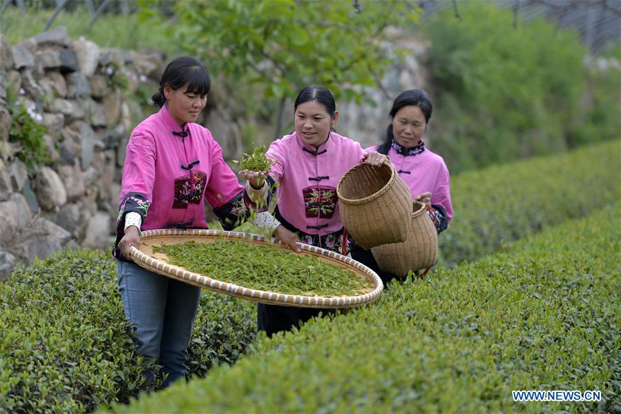 CHINA-HEBEI-TEA GARDEN(CN)