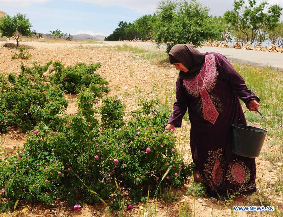 SYRIA-DAMASCUS-DAMASK-ROSE-HARVEST-TIME