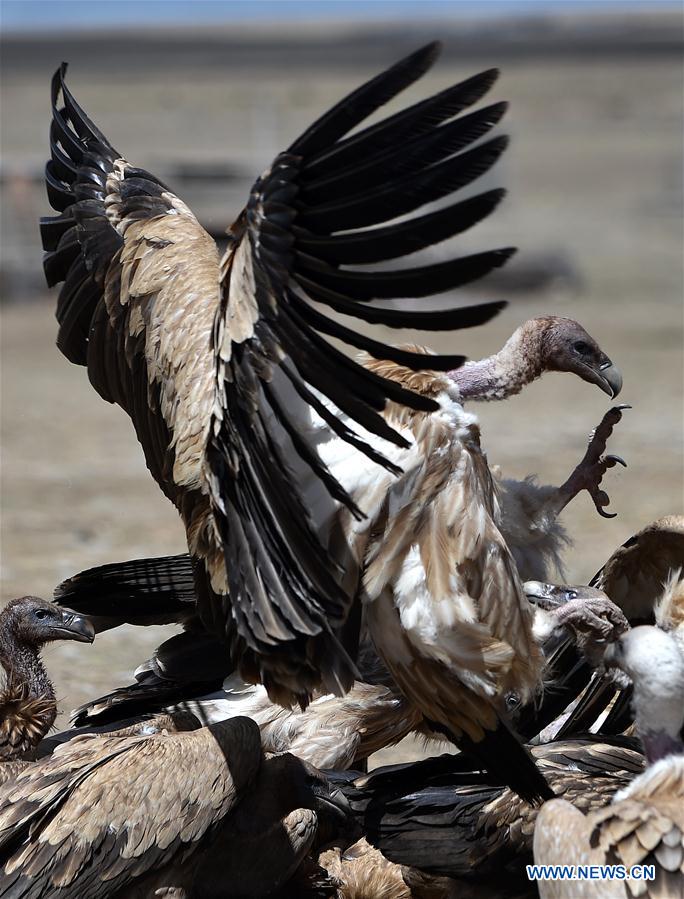 CHINA-TIBET-BLACK VULTURE (CN)