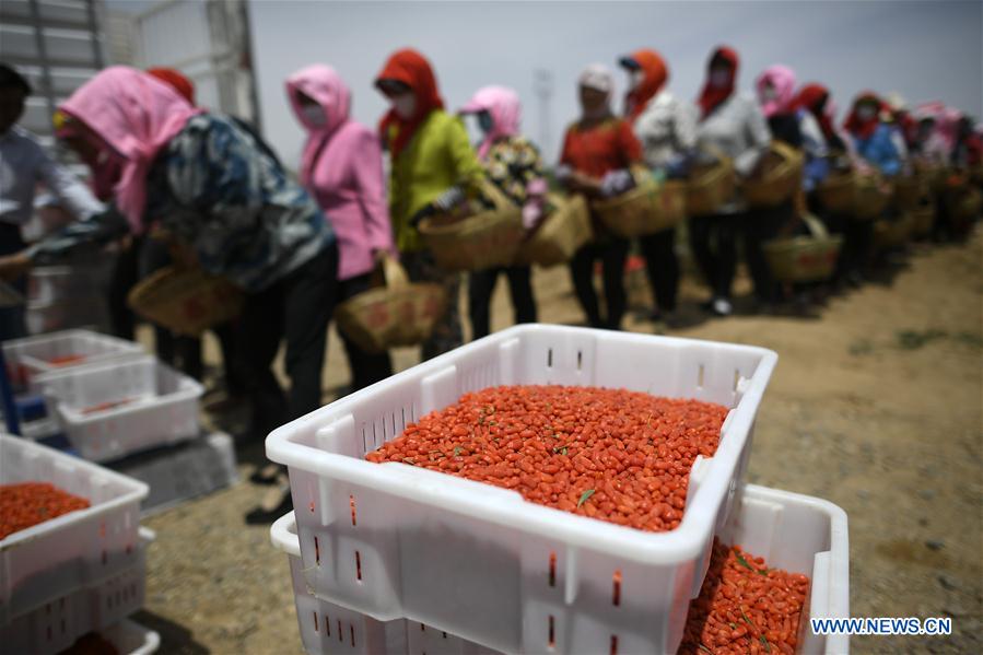 CHINA-NINGXIA-GOJI BERRY-HARVEST (CN)