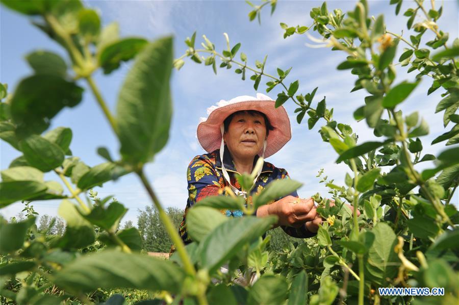 CHINA-HEBEI-AGRICULTURE (CN)