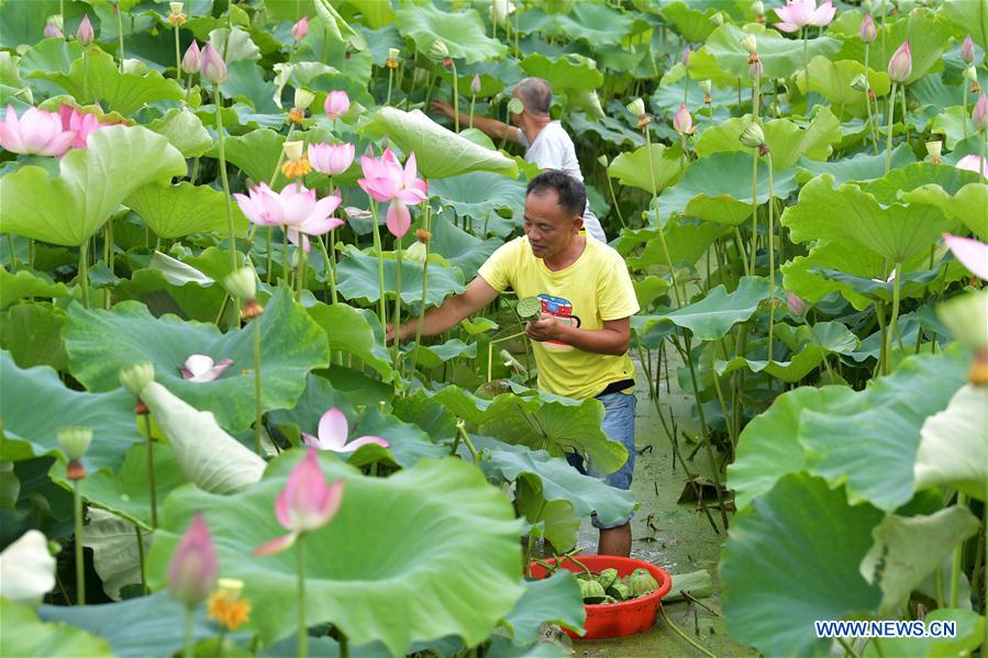 CHINA-JIANGXI-LOTUS PLANTATION (CN)