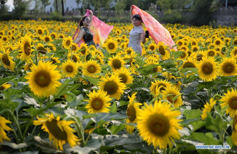 #CHINA-HEBEI-HANDAN-SUNFLOWERS (CN)