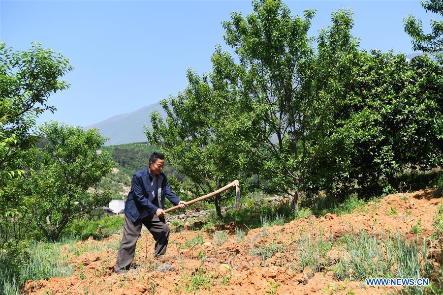 CHINA-CHONGQING-WUSHAN-FARMER-GREEN PLUM (CN)