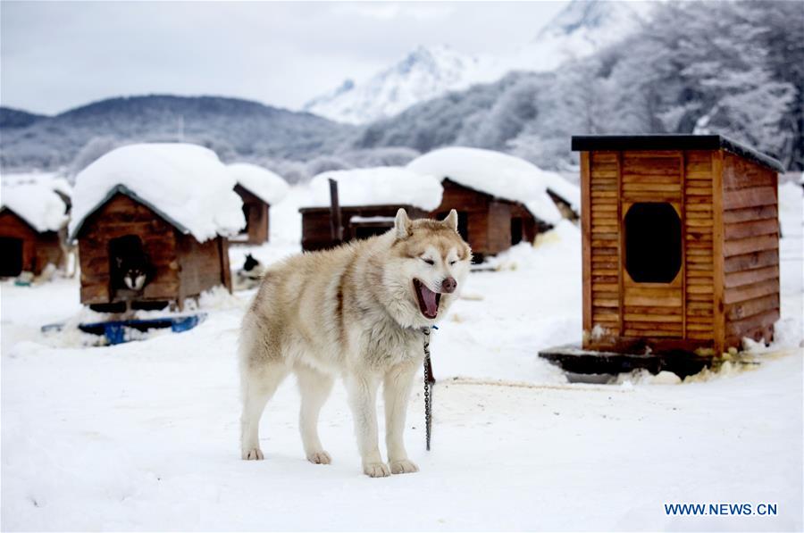 ARGENTINA-USHUAIA-SLEDGES