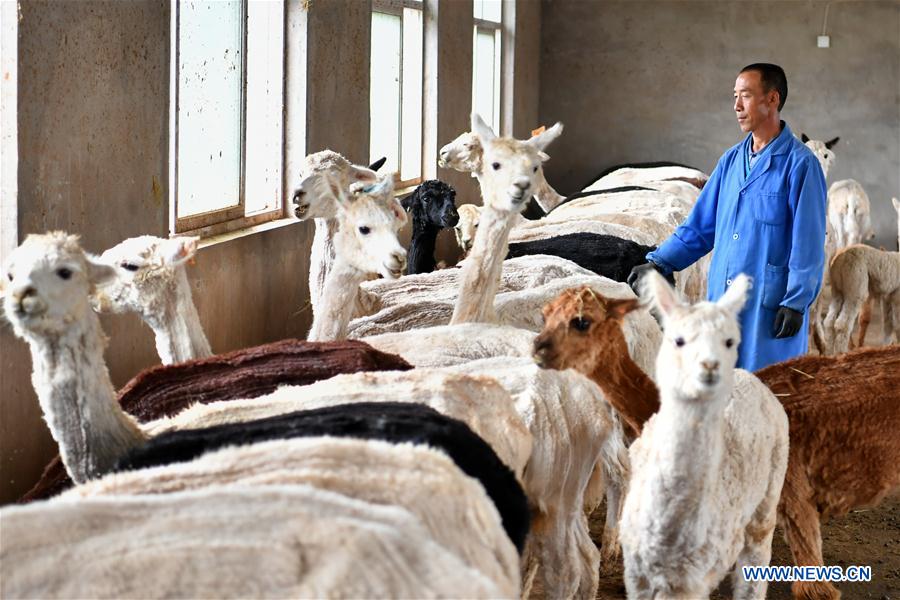 CHINA-SHANXI-YANGQU-ALPACA BREEDING-POVERTY ALLEVIATION (CN)