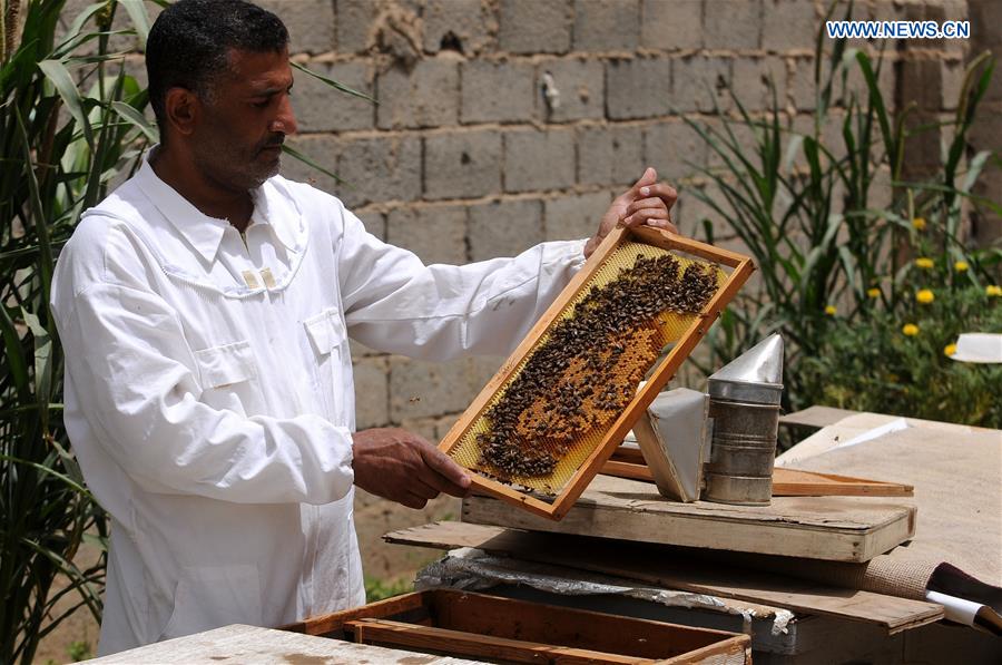 YEMEN-SANAA-HONEY INDUSTRY