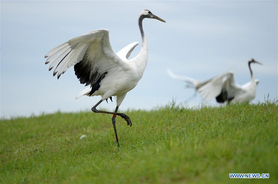 CHINA-HEILONGJIANG-QIQIHAR-NATURE RESERVE (CN)