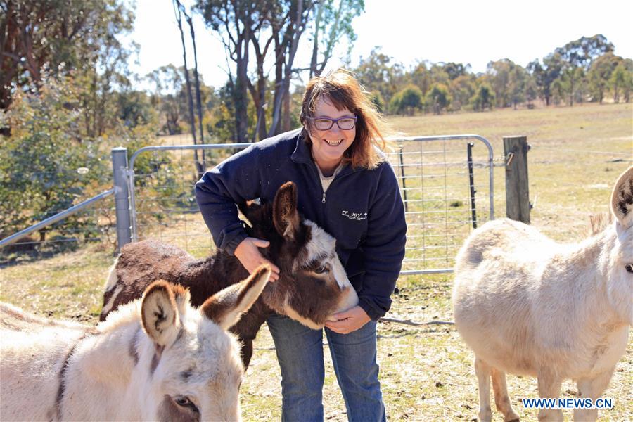 AUSTRALIA-CANBERRA-FARM-DONKEY