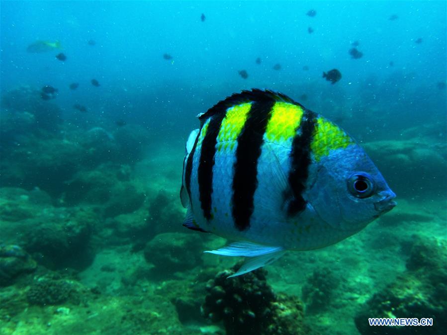 CHINA-HAINAN-CORAL REEF-PROTECTION (CN)