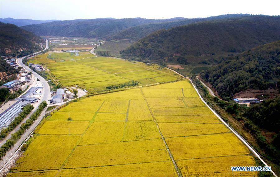 CHINA-SHAANXI-RICE FIELD(CN)