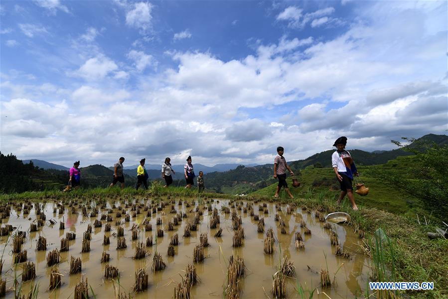 #CHINA-GUANGXI-LIUZHOU-RIVER SNAILS-HARVEST (CN)