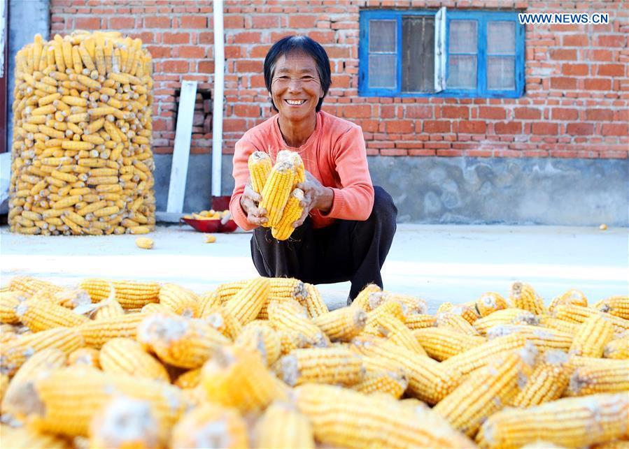 CHINA-SHANDONG-PINGDU-HARVEST FESTIVAL (CN)