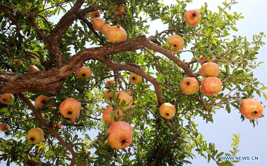 #CHINA-SHANDONG-POMEGRANATE-HARVEST (CN)