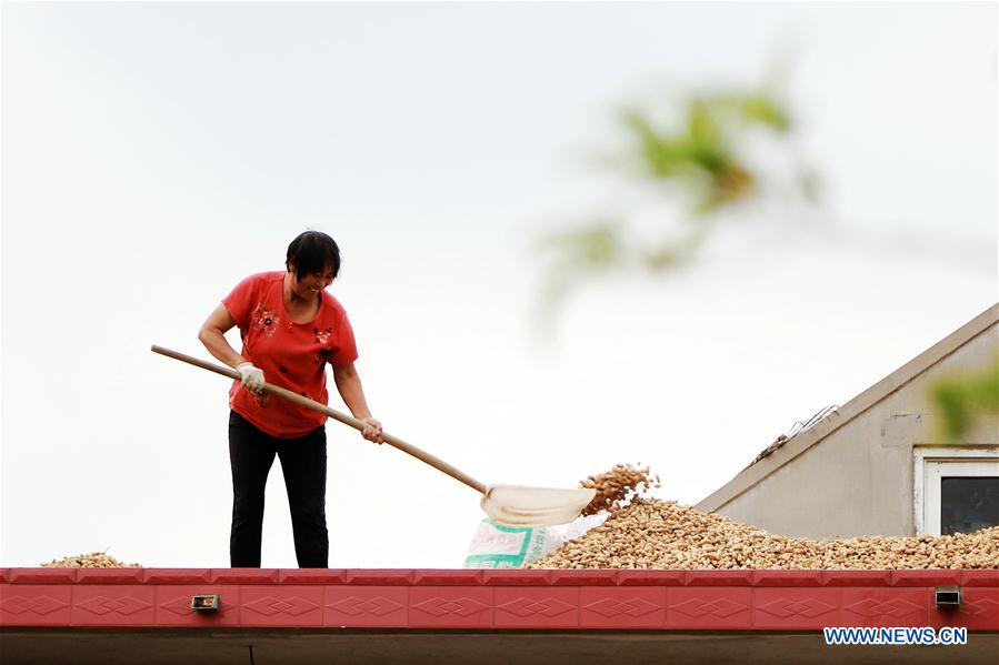 #CHINA-AUTUMN-FARMWORK (CN)