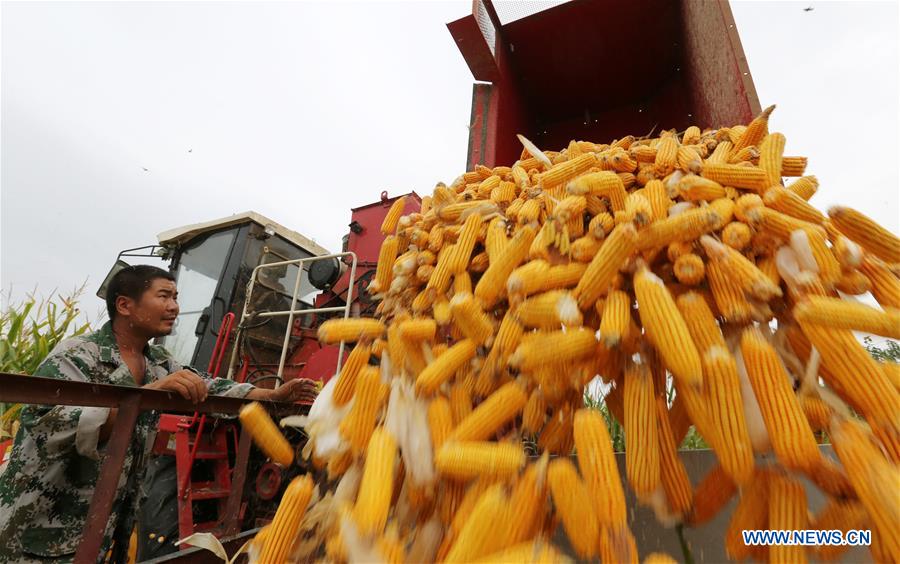 #CHINA-GRAIN YIELD-BUMPER HARVEST YEAR(CN)