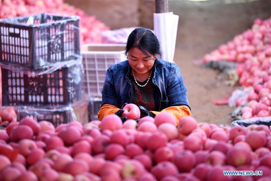 CHINA-SHANXI-APPLE-HARVEST (CN)