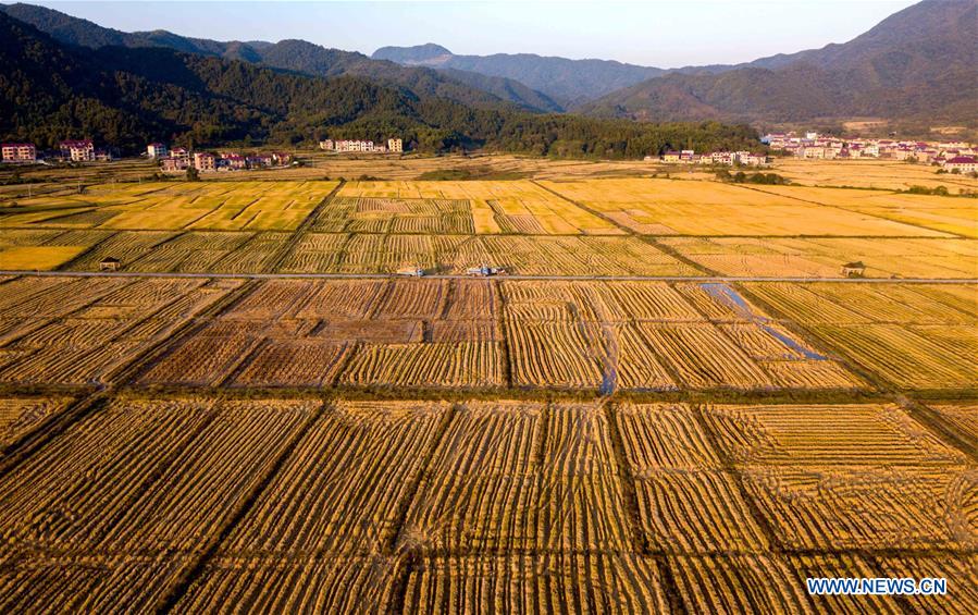 #CHINA-JIANGXI-AGRICULTURE-HARVEST (CN)