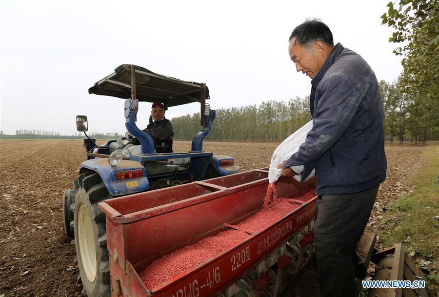 #CHINA-SHANDONG-SOWING (CN)