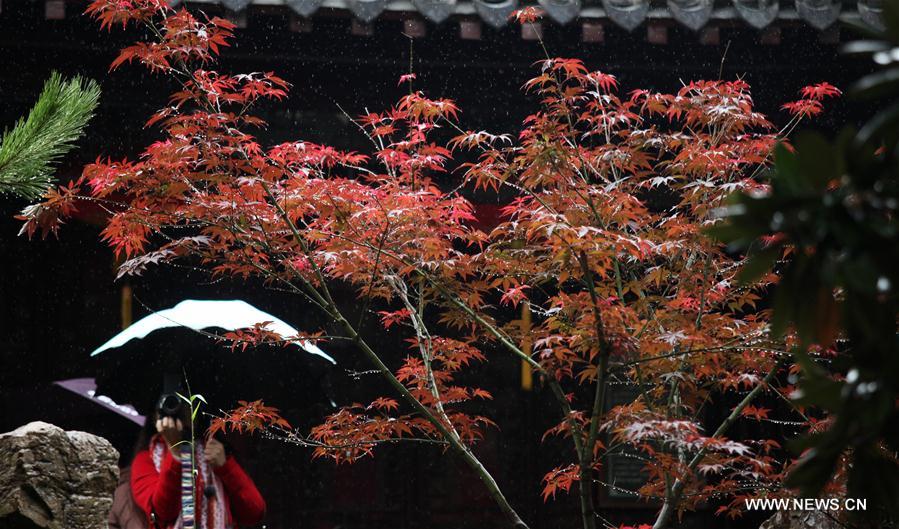 #CHINA-JIANGSU-MAPLE-SCENERY (CN)