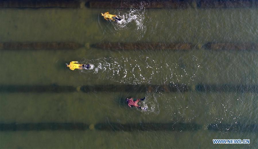 CHINA-HEBEI-SEA CUCUMBER-HARVEST (CN)