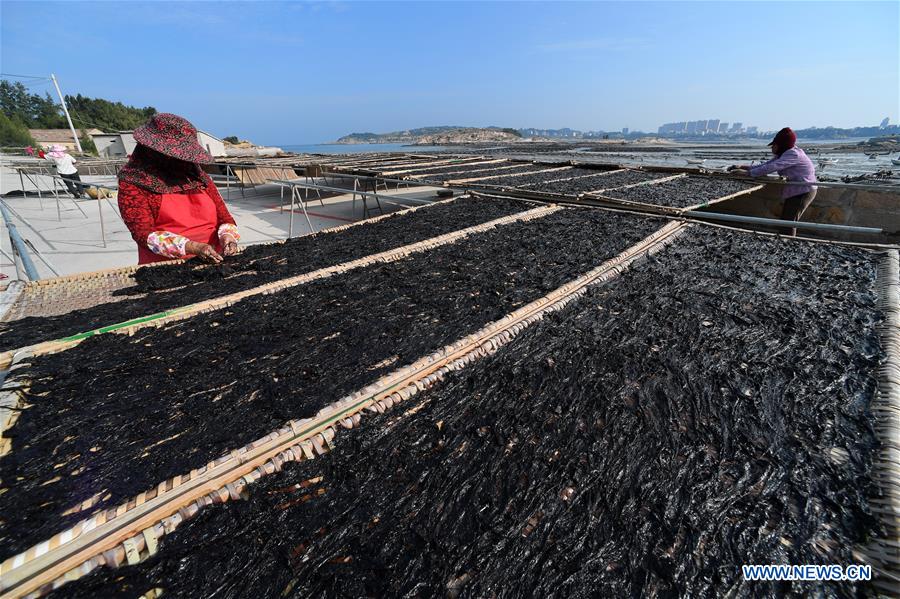 CHINA-FUJIAN-PUTIAN-LAVER HARVEST (CN)