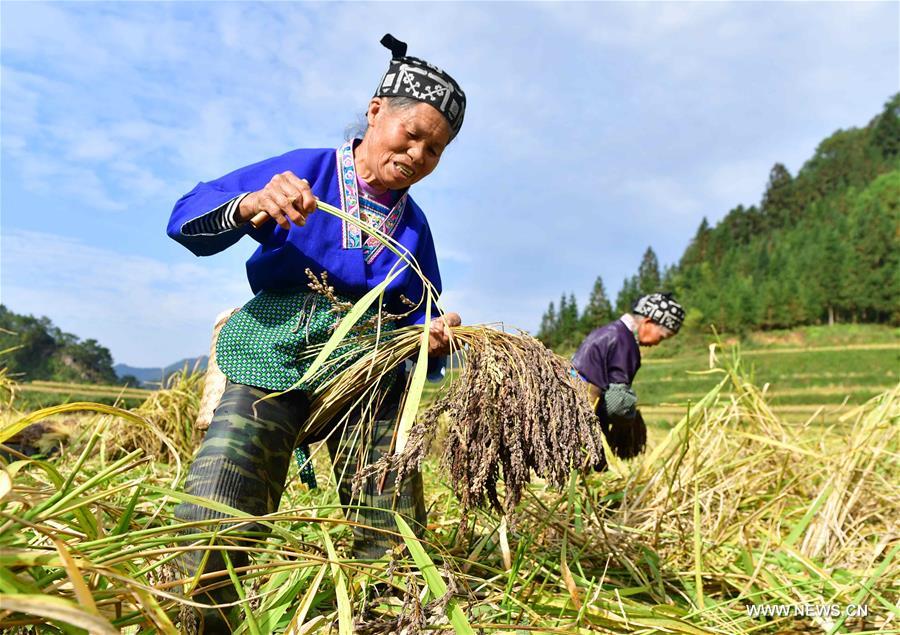 CHINA-GUANGXI-ANTAI-RICE-HARVEST (CN)