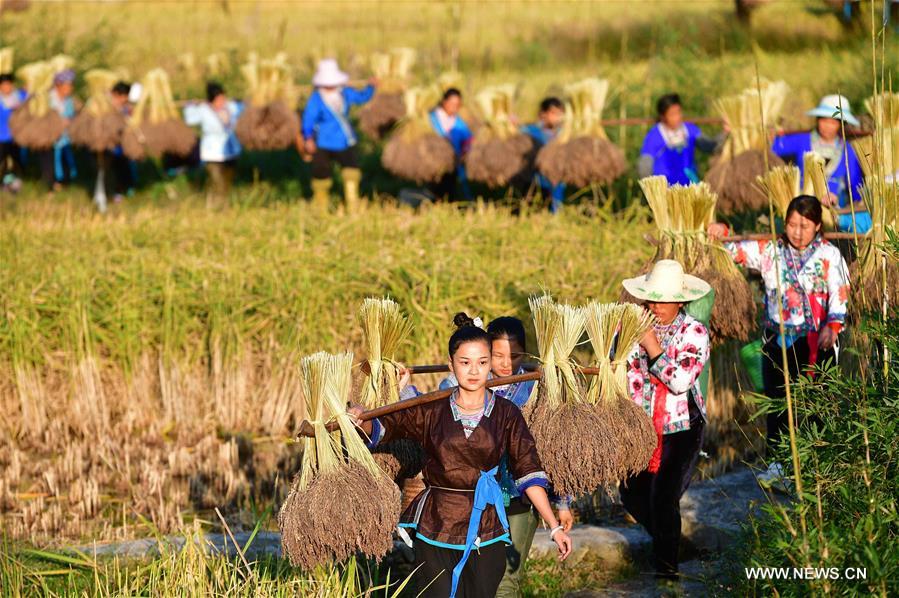 CHINA-GUANGXI-ANTAI-RICE-HARVEST (CN)